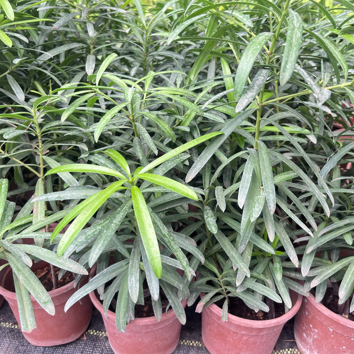 Podocarpus Plant for Sale | Transform Your Garden with This Elegant Evergreen