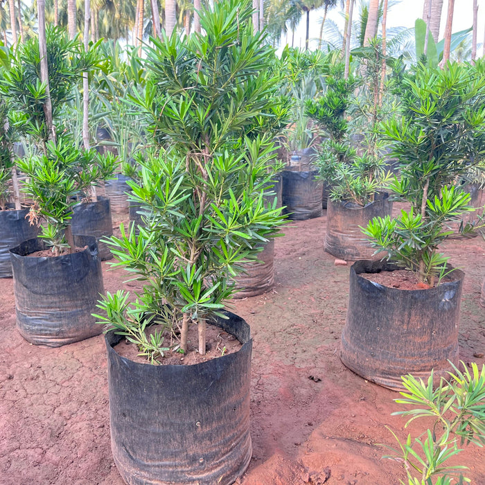 Beautiful Podocarpus Chinensis & Oleander Plant - Add a Touch of Green to Your Space Today!