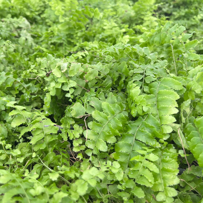 Pom Pom Fern: Add a Touch of Vibrancy to Your Space