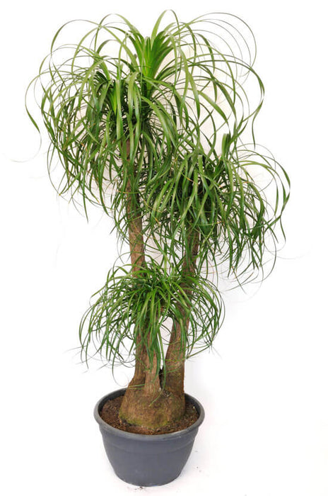 Ponytail Palm/Elephant foot Palm - Palms