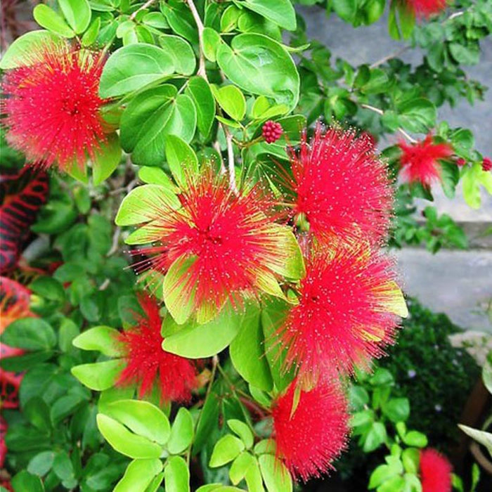 Powder Puff Plant, Calliandra - Plant Garden Live Plant Nursery Indoor Outdoor Living Plants