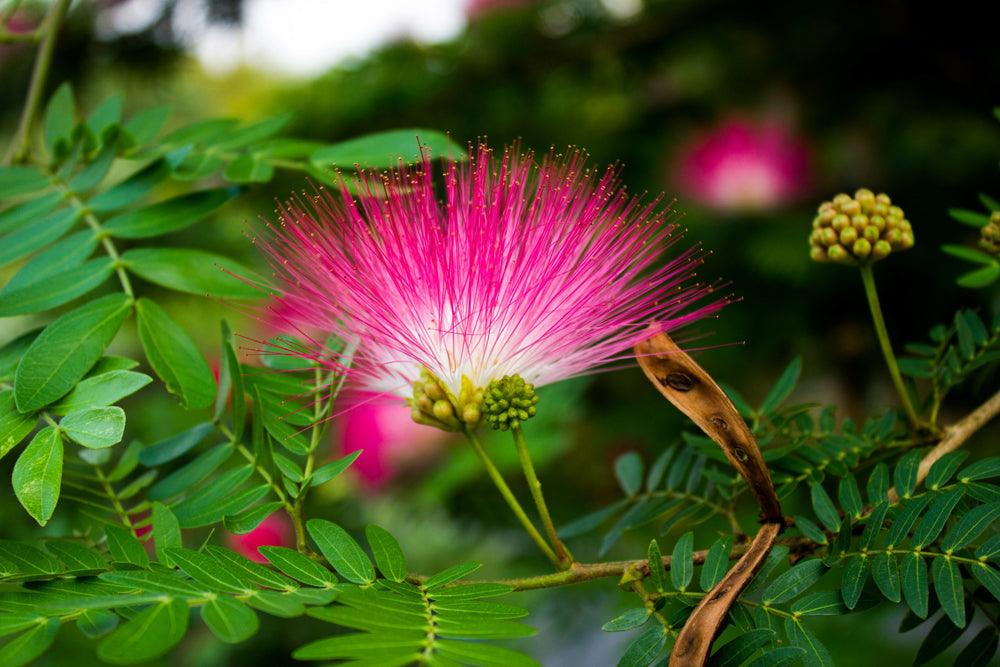 Powder Puff Plant, Calliandra - Plant Garden Live Plant Nursery Indoor Outdoor Living Plants