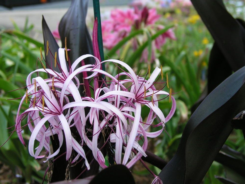 Crinum Lily Purple - Flowering Plants