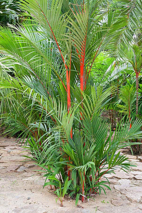 Cyrtostachys Renda C.lakka - Palms