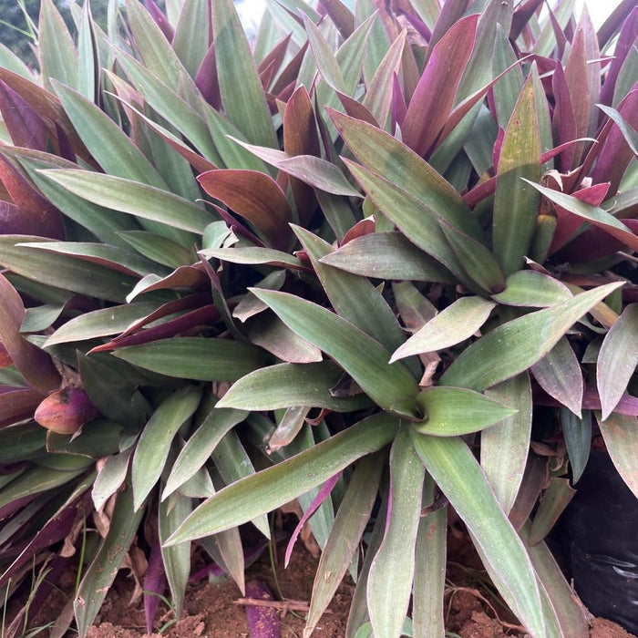 Buy Moses In A Boat Compact Rhoeo Spathacea - Perfect for Small Space Gardening