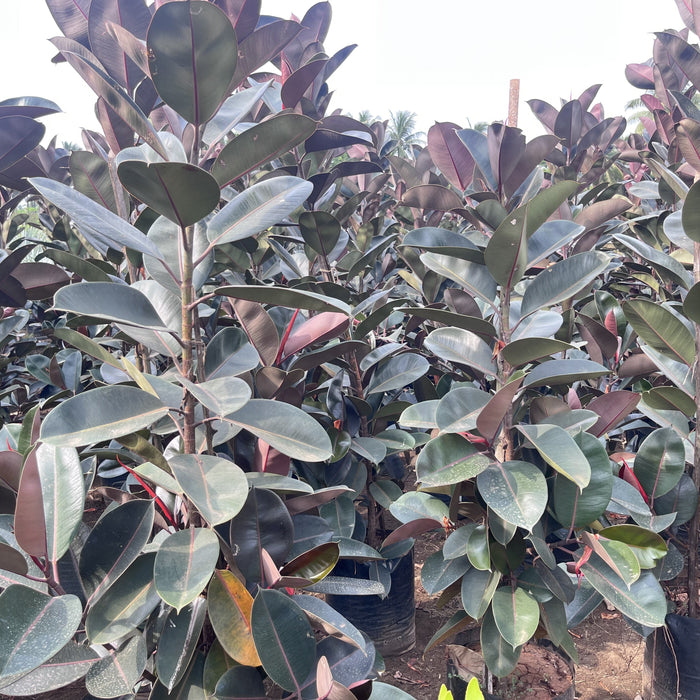 Buy Exotic Ficus Elastica Decora Rubra Black Prince Plant - Add a Touch of Elegance to Your Home