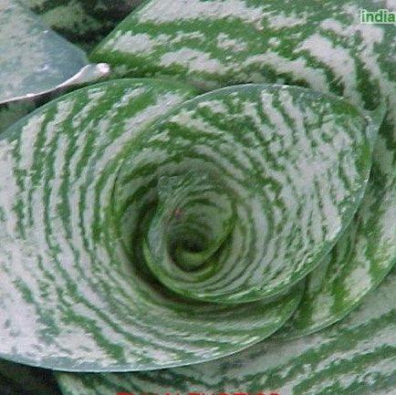 Sansevieria trifasciata hahnii,Mother In Laws Tongue, Hahns Sansevieria, Dwarf Snake Plant