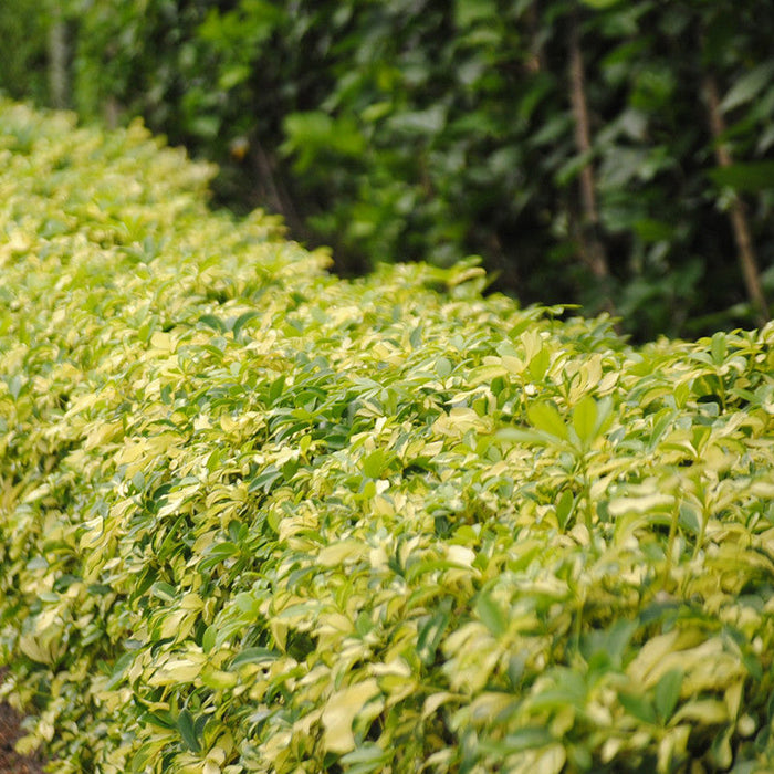 Schefflera Arboricola Variegated - Ornamental Shrubs