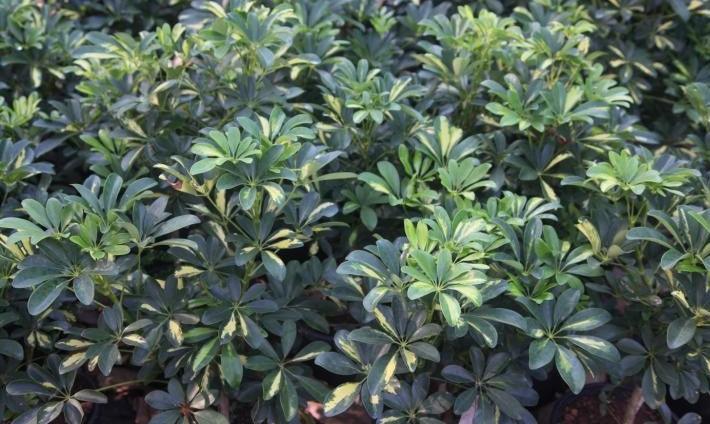 Schefflera arboricola variegata,Schefflera Variegated