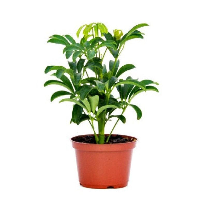 Schefflera Green, 8.5 Cm Pot Stunning Hybrid (Air Purifier Healthy Live Plant)