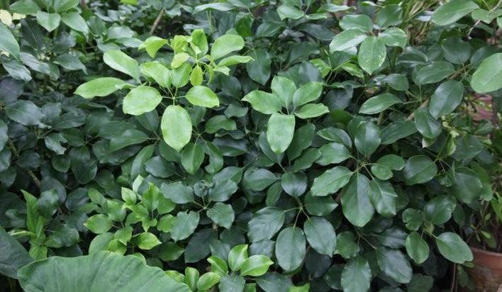 Schefflera venulosa,Big Leaf Schefflera