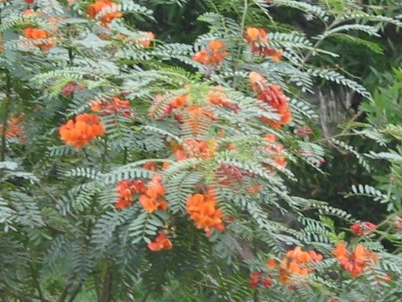 Sesbania punicea, S tripetii, Daubentonia tripetii,Chines Rattlebox, Scarlet Wisteria, Red Sesbania, Coffee Weed, Rattle-pod, Sesban, Red Seine Bean