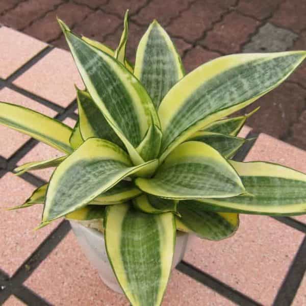 Sanseveria variegata dwarf - Indoor Air-Purifying