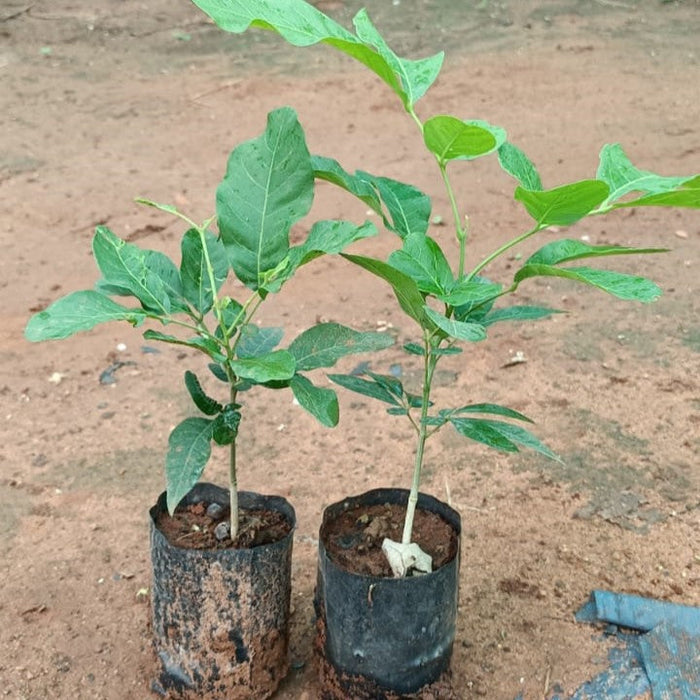 Organic Sapindus Mukorossi and Ritha Soapberry Plants - Get Yours Today!