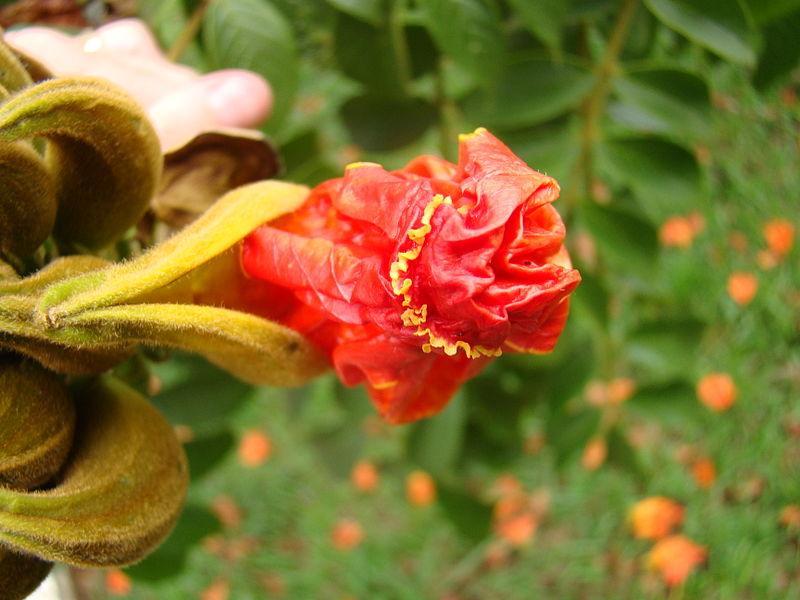 Spathodea campanulata, African tulip tree, Fountain tree, Nandi flame Tree, Rugtoora, African Poomaram - Ornamental Flowering Tree