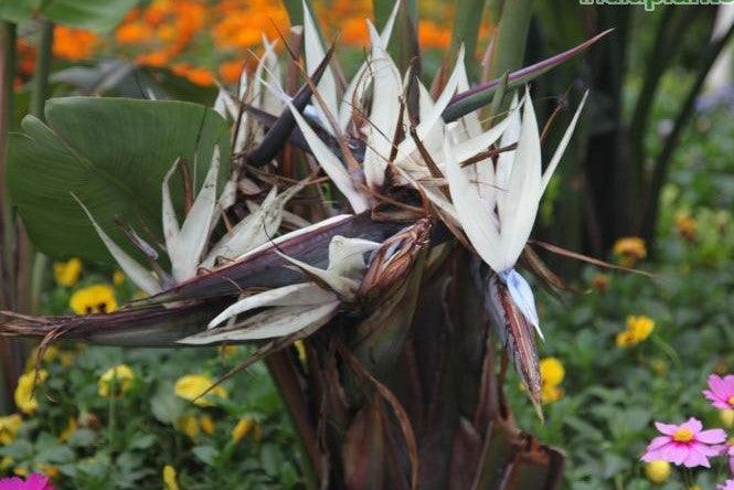 Strelitzia nicolai,Bird Of Paradise White, Natal Wild Banana.