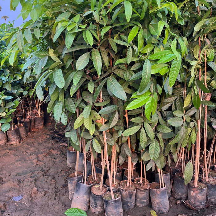 High-Quality Spanish Mahogany (Swietenia mahogani) Plants for Sale