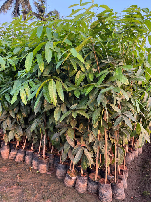 High-Quality Spanish Mahogany (Swietenia mahogani) Plants for Sale