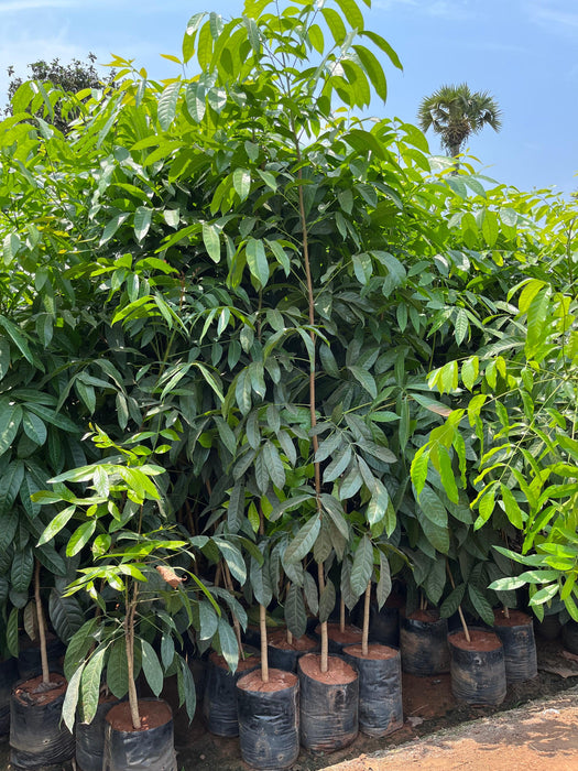 High-Quality Spanish Mahogany (Swietenia mahogani) Plants for Sale