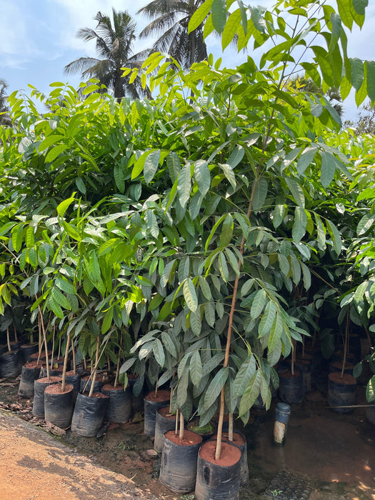 High-Quality Spanish Mahogany (Swietenia mahogani) Plants for Sale