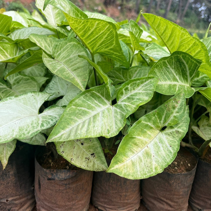 Syngonium podophyllum lemon n lime,Syngonium Lemon N Lime