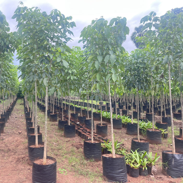 Tabebuia Rosea (Pink Poui) Tree for Sale