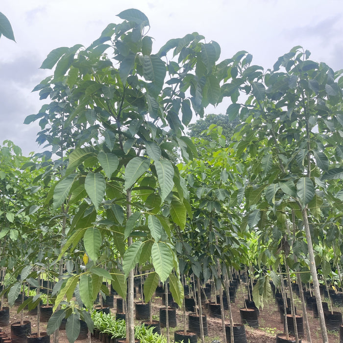 Tabebuia Rosea (Pink Poui) Tree for Sale