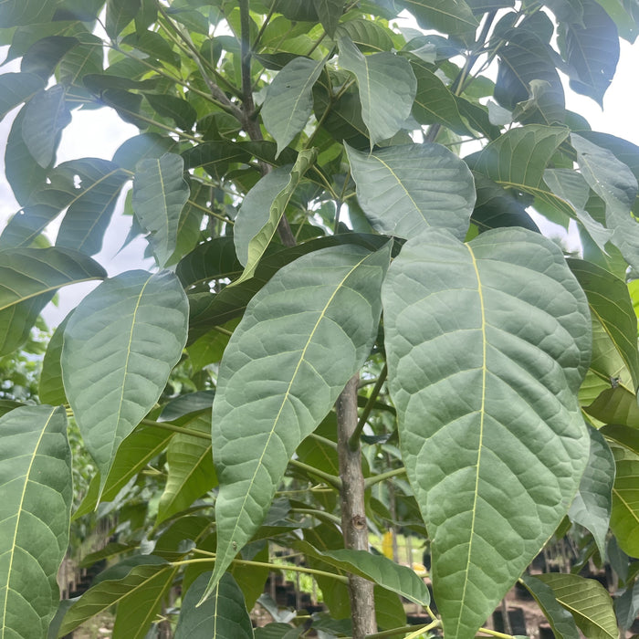 Tabebuia Rosea (Pink Poui) Tree for Sale