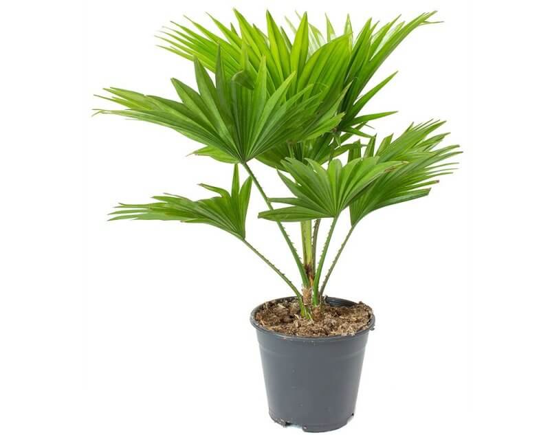 Table/Umbrella Palm - Indoor Plants