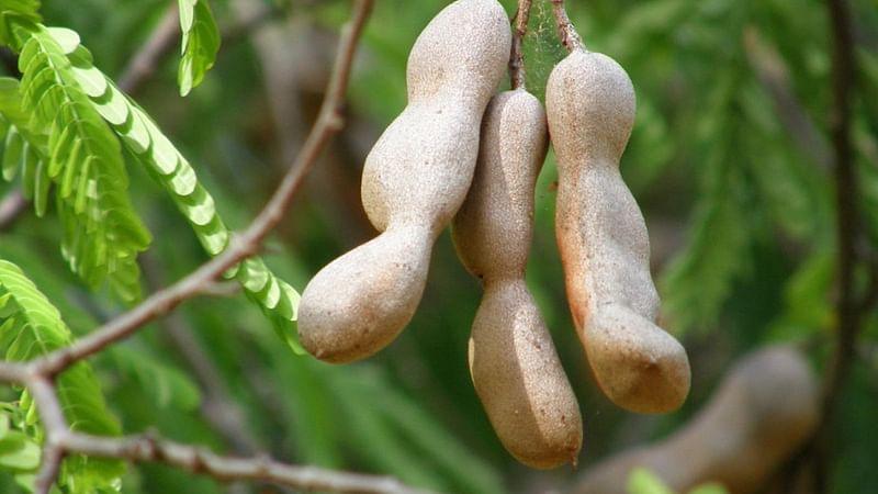 Tamarind Tamarindus indica 1 Healthy live plant seedling