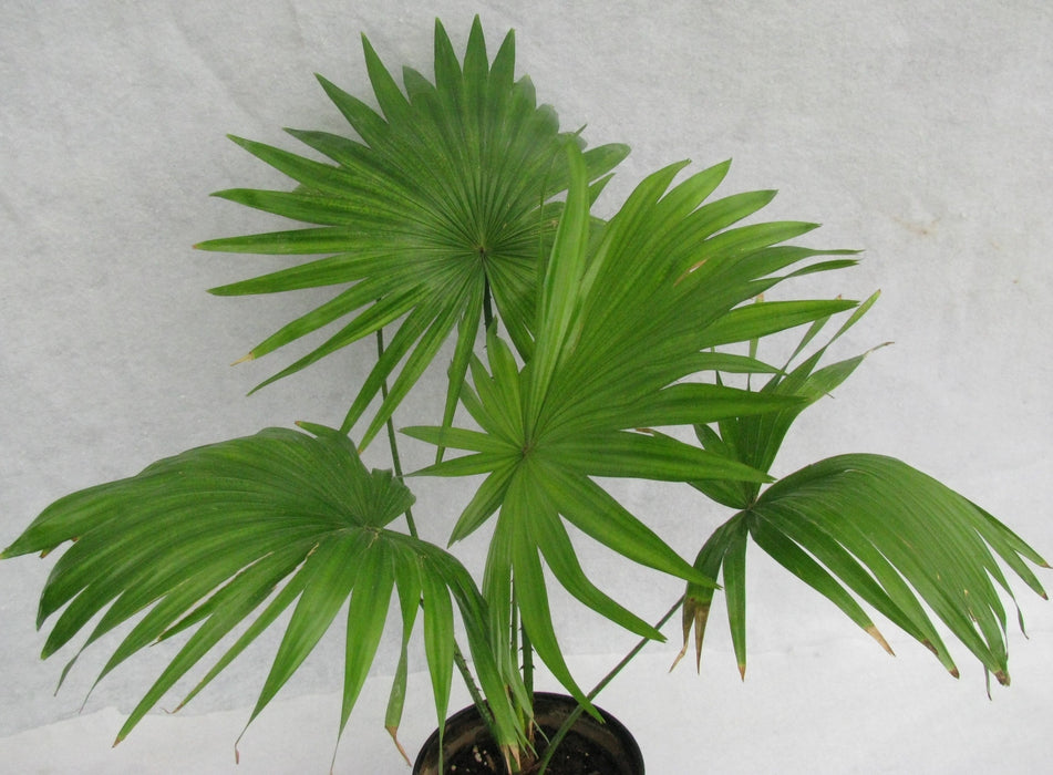 Table/Umbrella Palm - Indoor Plants