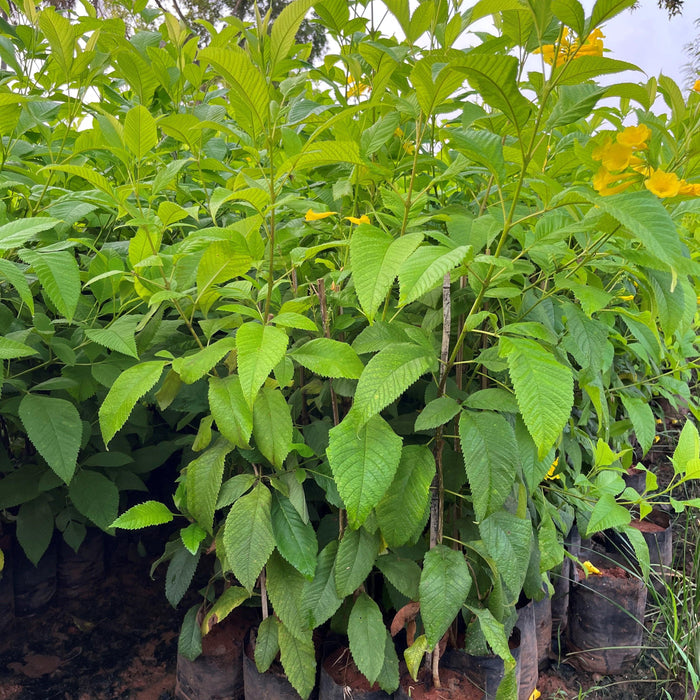 Tecoma gaudichaudi, Tecoma castanifolia,Gaudi Chaudi