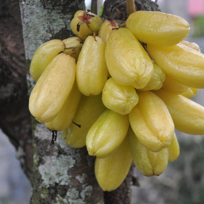 The Bilimbi Plant | A Delicious Fruit That's Good For You