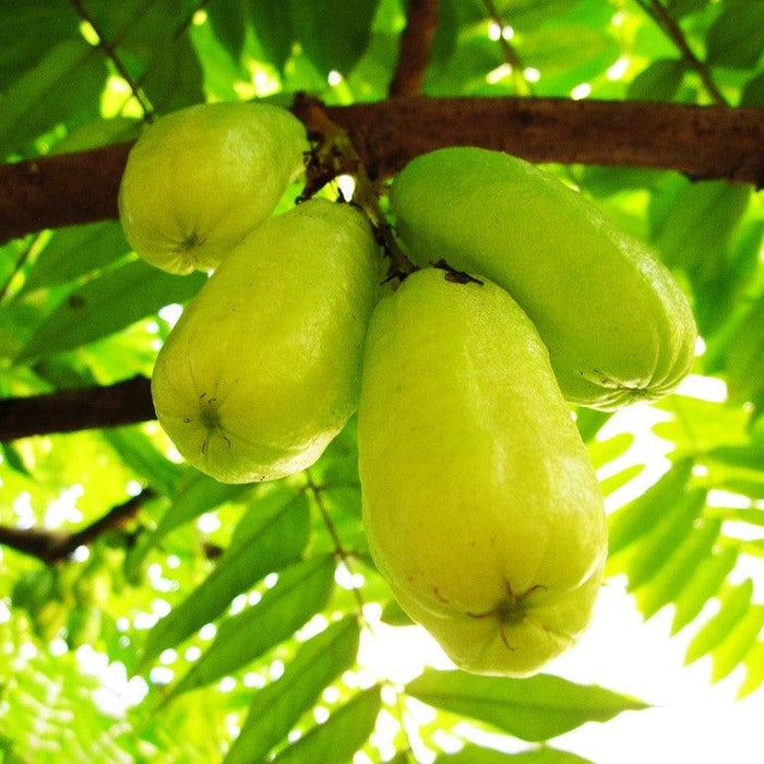 The Bilimbi Plant | A Delicious Fruit That's Good For You