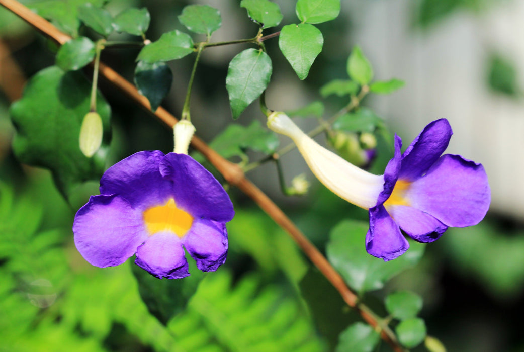 Thunbergia erecta Blue - Ornamental Flowering Plants