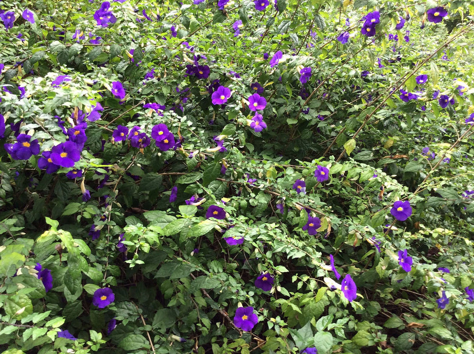 Thunbergia erecta Blue - Ornamental Flowering Plants