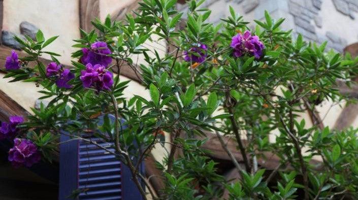 Beautiful Tibouchina x Melastoma Hybrid Plants for Sale - Add Color to Your Garden Today!