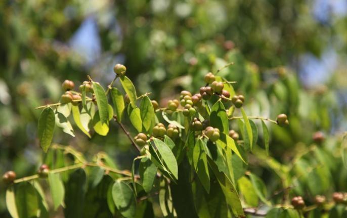 Buy the Nutritious Tri Berry Tree - Enjoy an Abundance of Berries Every Season