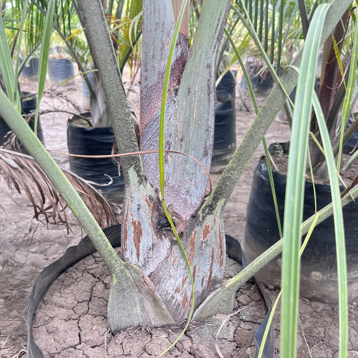 Striking Triangle Palm (Dypsis decaryi) - Add a touch of tropical elegance to your space