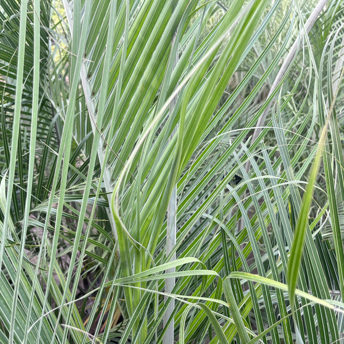 Striking Triangle Palm (Dypsis decaryi) - Add a touch of tropical elegance to your space