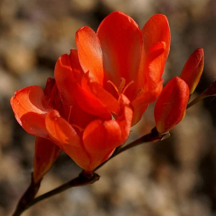 Tritonia Winter Gardening Flower Bulbs