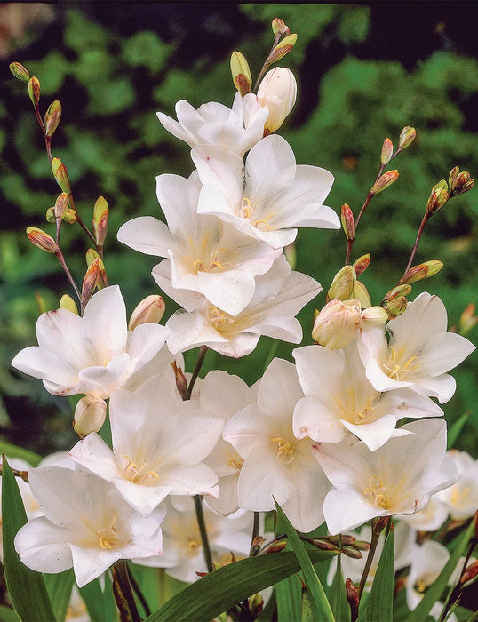 Tritonia Winter Gardening Flower Bulbs
