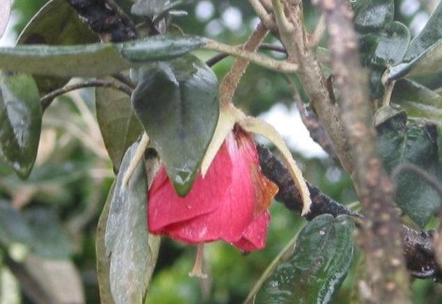 Trochetia boutoniana,National Flower Of Mauritius