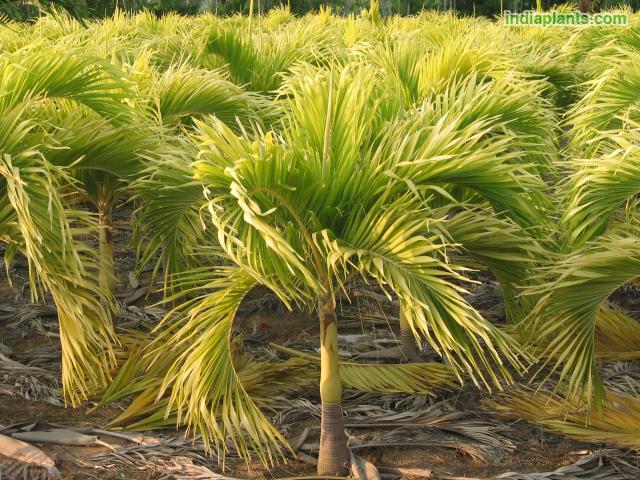 Veitchia Merreilii Golden - Palms