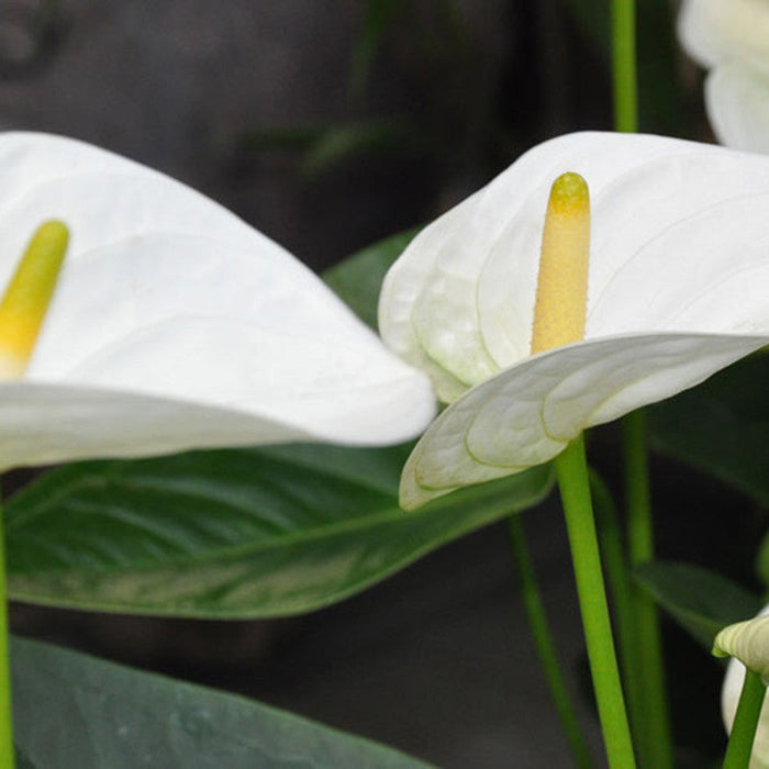 Anthurium Andreanum White - Gift Plants