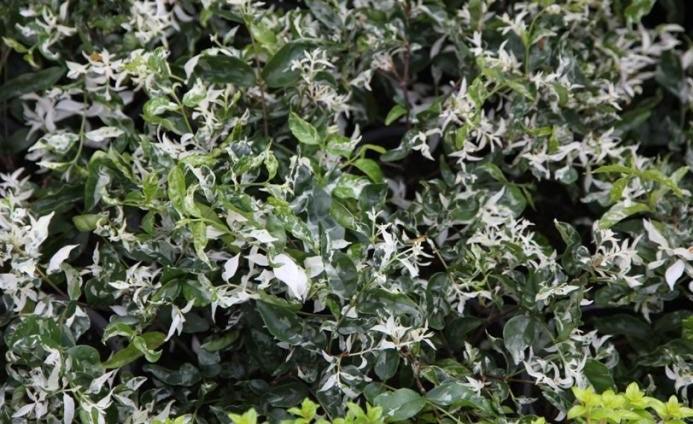 Buy Beautiful Variegated Wrightia religiosa Plant Online Today