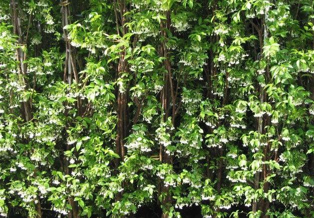 Buy Beautiful Wrightia religiosa Plant for Your Home Garden