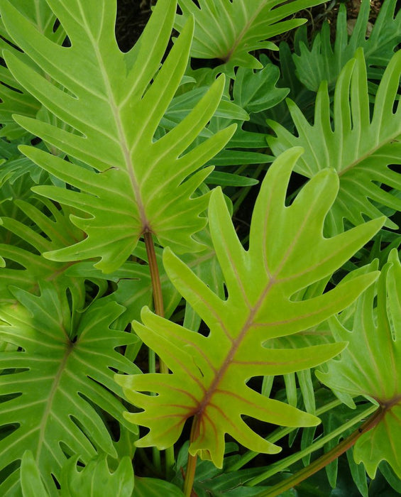 Philodendron xanadu Gold - Indoor Plants