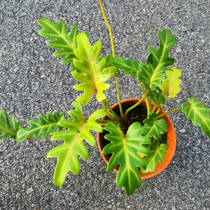 Philodendron xanadu Gold - Indoor Plants