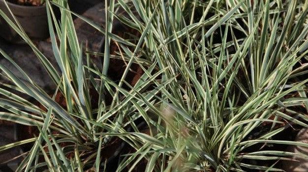 Yucca filimentosa marginata,Yucca filimentosa marginata